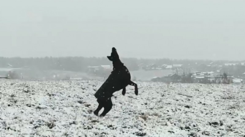 Жительница Удорского района сняла на видео радующегося первому снегу питомца