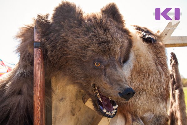 В Усть-Куломском районе отстрелили медведя 
