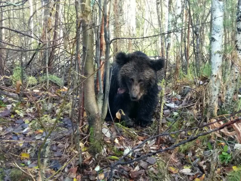 Проверка по факту отстрела медвежонка в Ухте продлена до 27 октября 