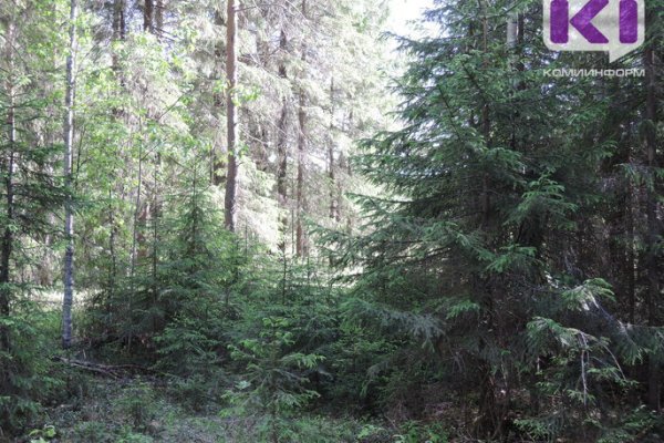 В Сосногорске мужчина пошел на охоту, увидел медведей и потерялся  