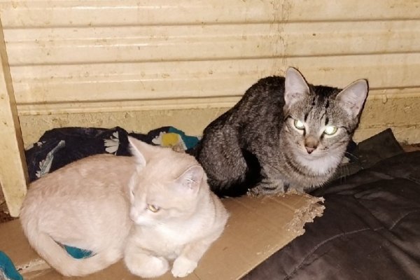 В Печоре из квартиры пожилой женщины волонтеры забрали 24 кошки
