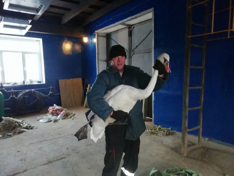 Одного из спасенных в Ухте лебедей привезут жить в Сыктывкар