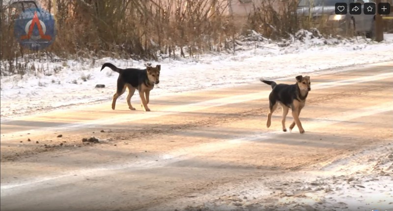 Обнаглевшие бездомные собаки в Ухте снимают шапки с детей и убегают