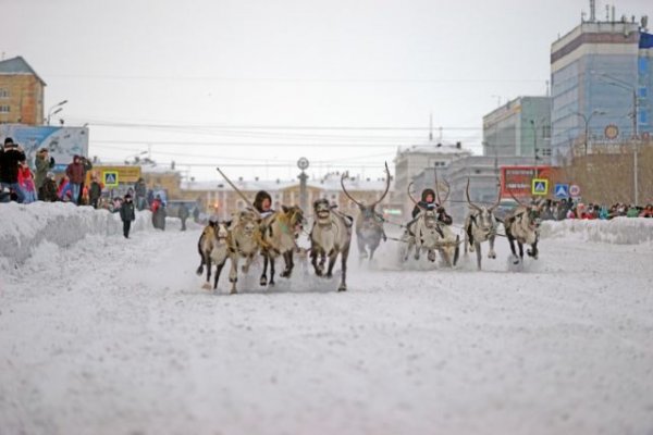В преддверии Дня города в Воркуте пройдут традиционные гонки на оленьих упряжках