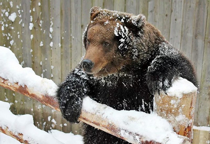 В Троицко-Печорском районе разрешили отстрелить трех медведей