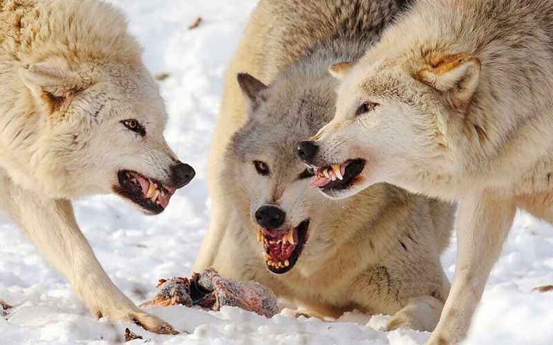 В Межадоре восемь волков пришли к собаке в вольере 