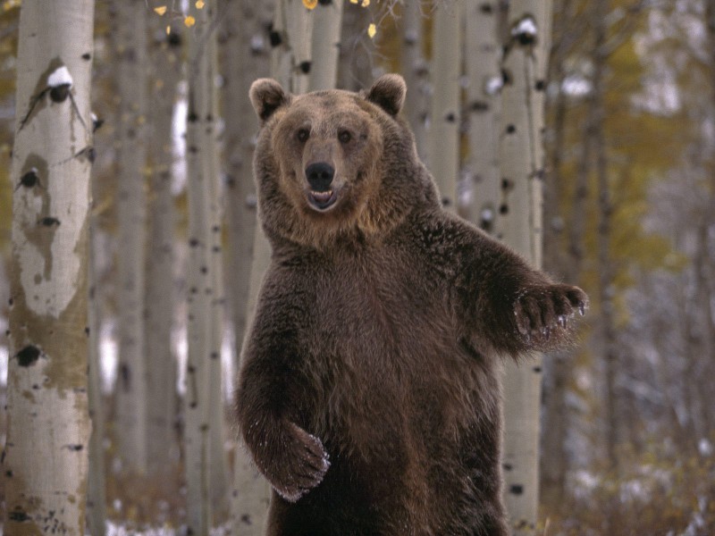 В Удорском районе отстрелят не успевшего нагулять жир медведя 