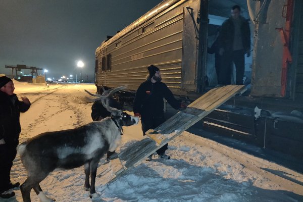 Мы поедем, мы помчимся: 12 оленей из Коми отправились в Москву