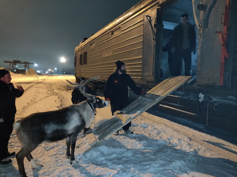 Мы поедем, мы помчимся: 12 оленей из Коми отправились в Москву