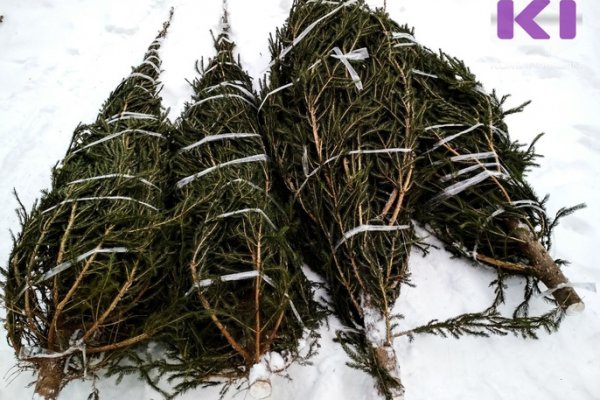 Сколько стоит срубить новогоднюю елку в Коми
