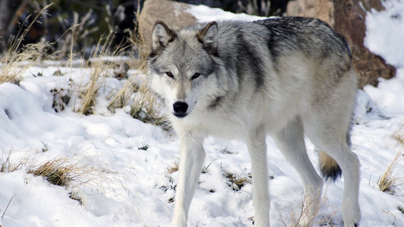 Напавший на охранника пилорамы зверь в Койгородке может быть волкособом 