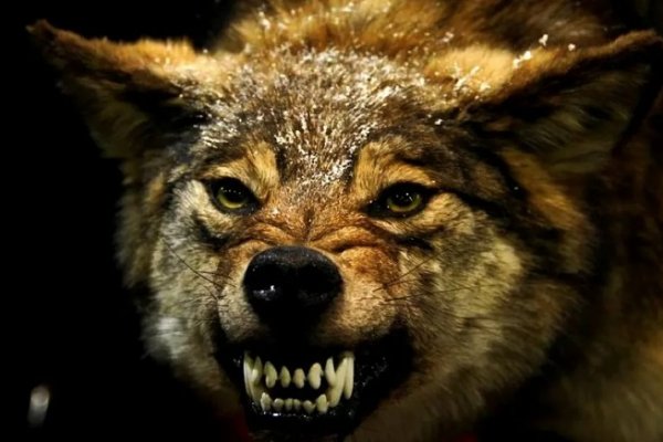Точка кипения: в Коми ищут способы, как решить проблему агрессии волков