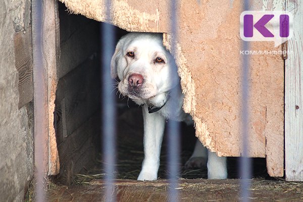 В Коми разработали требования к приютам для бездомных животных