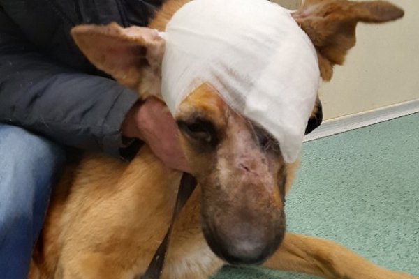 В Ухте волонтеры спасают раненую собаку