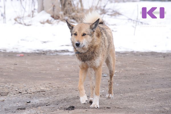 В сыктывкарском Лесозаводе стая собак атаковала площадку с детьми