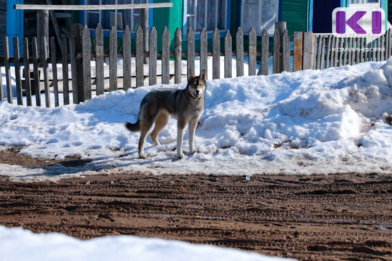 В поселке Якша волки загрызли около десятка собак