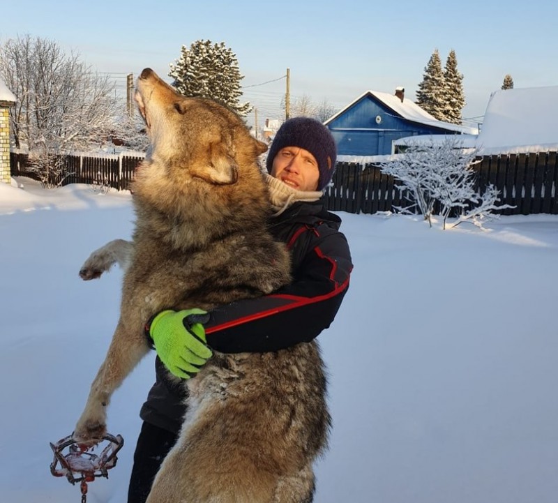 В Выльгорте поймали матерого 50-килограммового волка