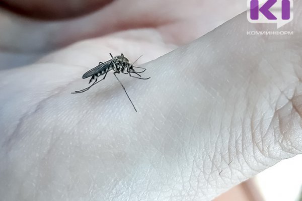 Из-за теплой зимы в России могут исчезнуть комары