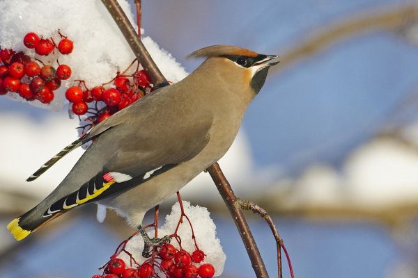 Из-за теплых зим птицы перестали улетать на зимовку из Коми