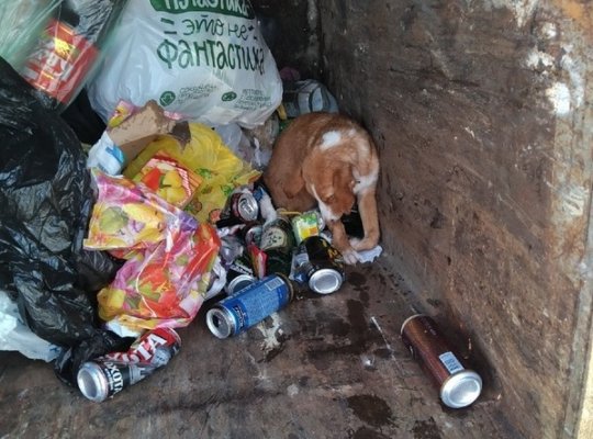 В Сосногорске неравнодушные люди спасли щенка, которого после ДТП выкинули в мусорный контейнер