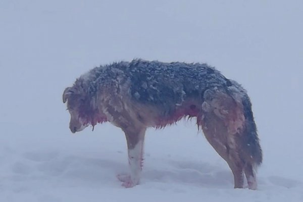 В Коми бездомная собака выжила после схватки с волком