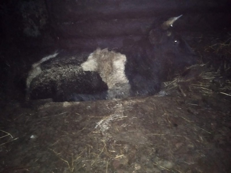 В Коми спасатели всю ночь вызволяли беременную корову из ямы