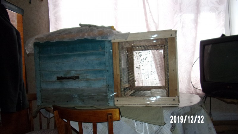 Житель Прилузского района Коми поселил дома пчел 