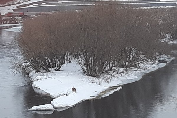 В Ухте спасли собаку, плывущую на льдине