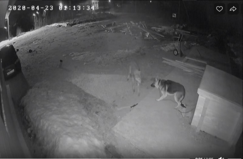 В сыктывкарском поселке к сторожевому псу наведался ночной гость 