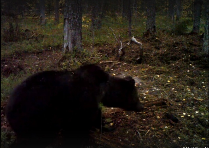Камеры Печоро-Илычского заповедника сняли медведя-каннибала 