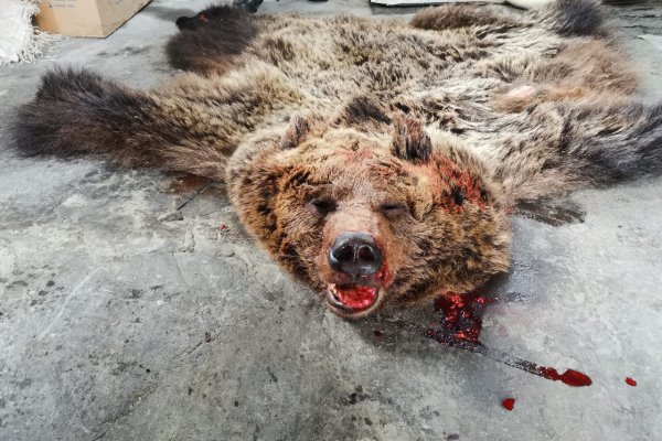 В Печоре возбуждено уголовное дело о незаконной охоте на медведя