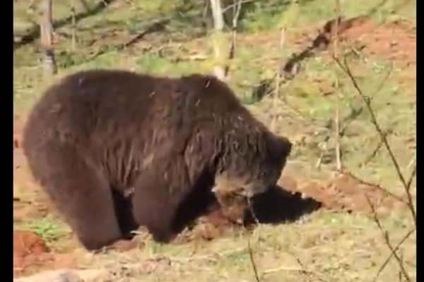 К ухтинскому поселку Боровой пожаловала медведица с медвежатами