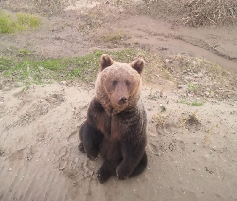 Жители Усинска призывают не подкармливать медведя на Баяндыском месторождении