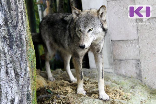 В Усть-Вымском районе волки выходят в населенные пункты