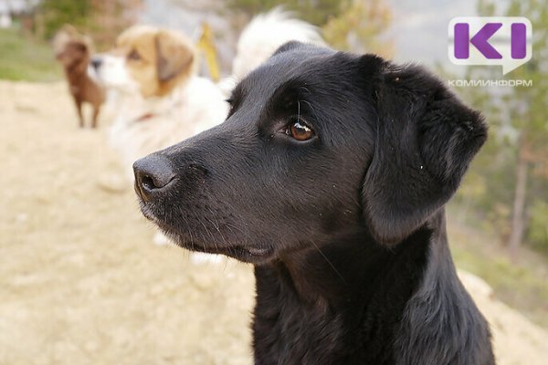 На отлов собак в Печоре выделен почти миллион рублей