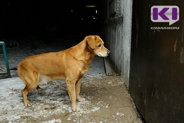 Администрация Усинска не смогла обжаловать решение о компенсации морального вреда женщине, которую покусала собака
