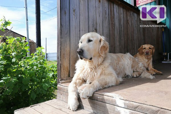 В Койгородском районе ищут подрядчика на отлов бездомных собак