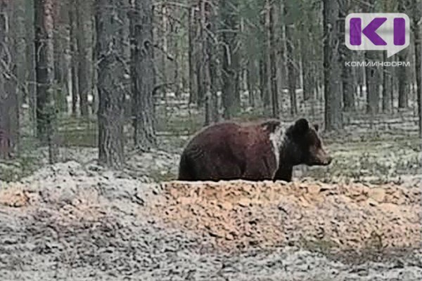 В Корткеросском районе медведь съел собаку на цепи 