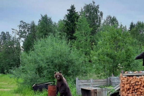 В Каджероме медведь взял под охрану огород и дровяник 