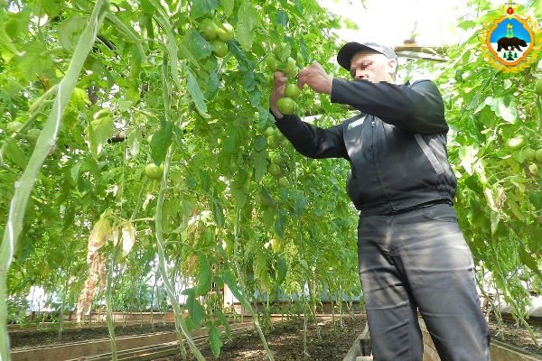 В тепличном хозяйстве ИК-49 в Печоре планируют снять не менее 600 килограмм помидоров и больше тонны огурцов