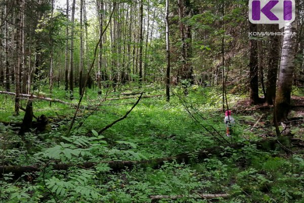 В Прилузье спасатели отыскали в лесу заблудившегося 10-летнего ребенка