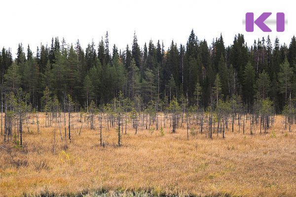 В Сосногорском районе обнаружены грибники, загнанные в лес медведем 