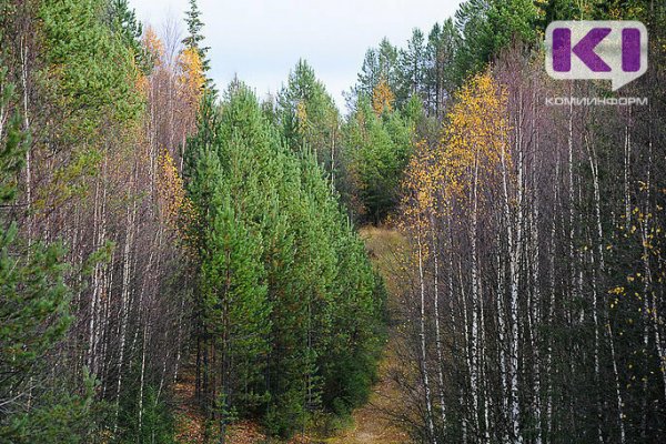 Владимир Уйба призвал жителей Коми к бережному обращению с лесом