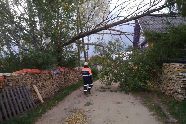 Сильный ветер повалил деревья в Объячево, потребовалась помощь спасателей