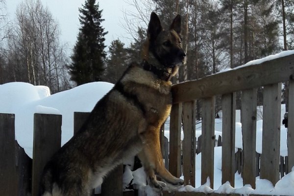 Волки утащили овчарку со двора в Усогорске