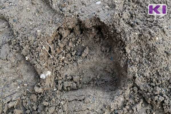 В вуктыльском поселке Усть-Соплеск медведь утащил дворового пса