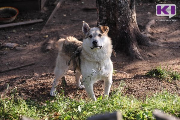 В Сосногорске некому заниматься отловом бездомных животных