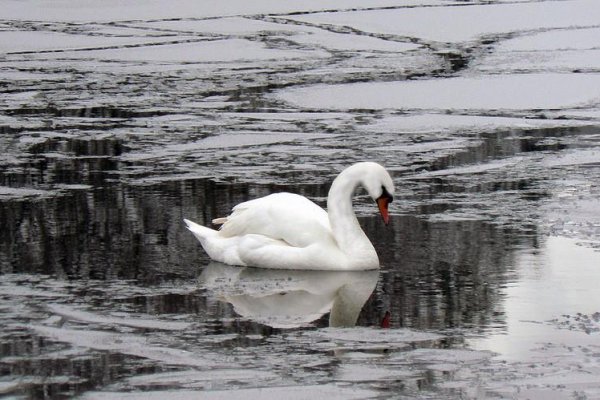 В Койгородке среди льдин погибает лебедь 