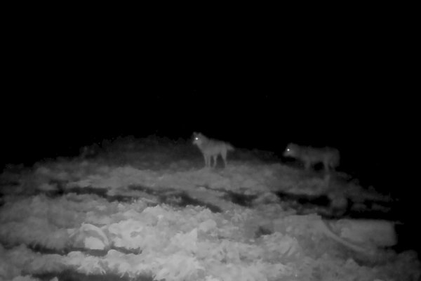 На свинокомплексе в Зеленце камеры видеонаблюдения сняли волка 