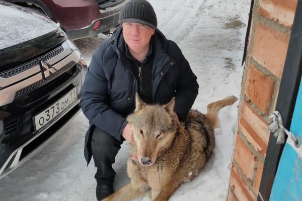 В Сосногорске  водитель авто сбил волка 